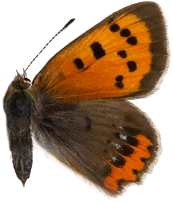 : Lycaena phlaeas.