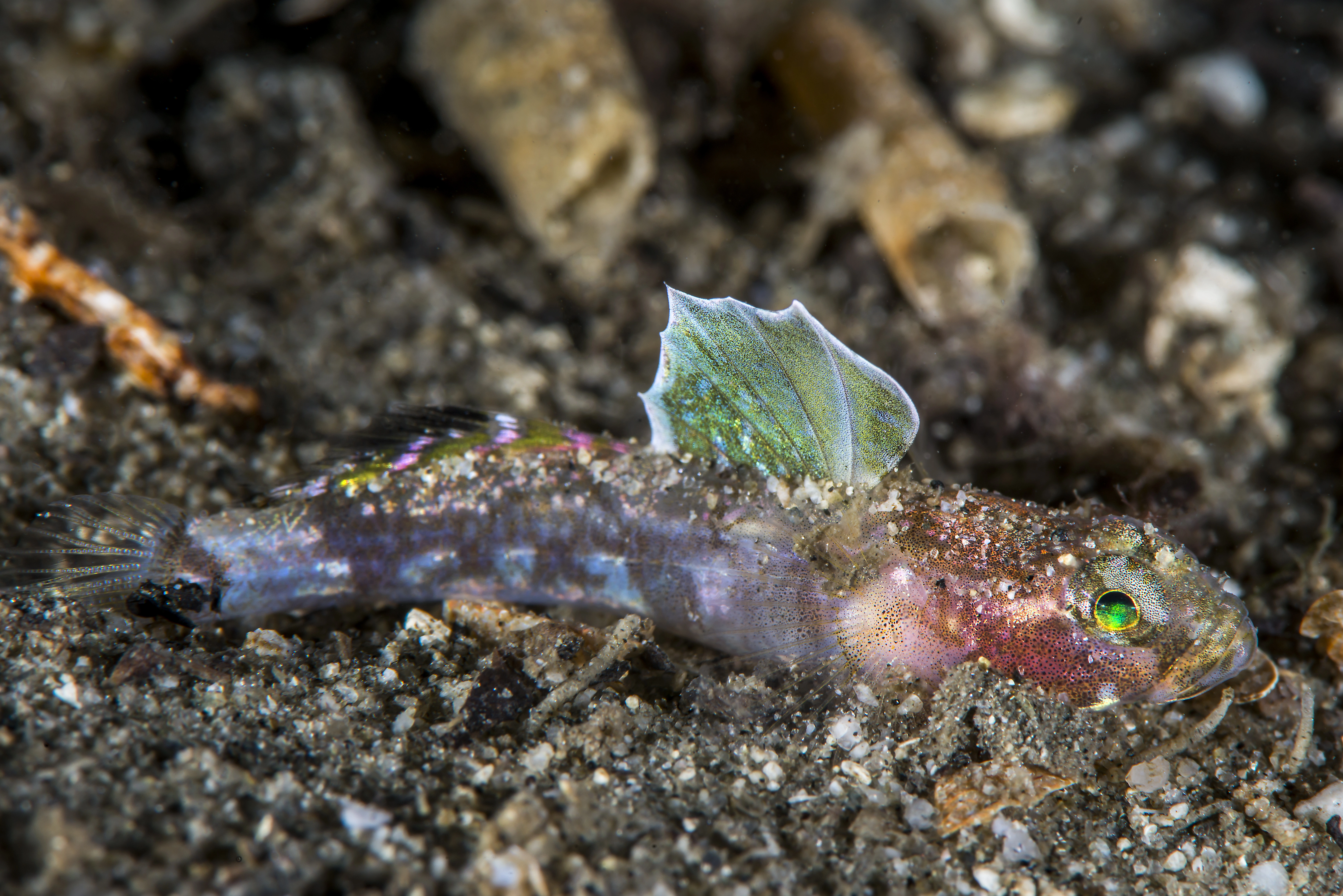 : Lebetus scorpioides.