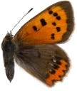 : Lycaena phlaeas.