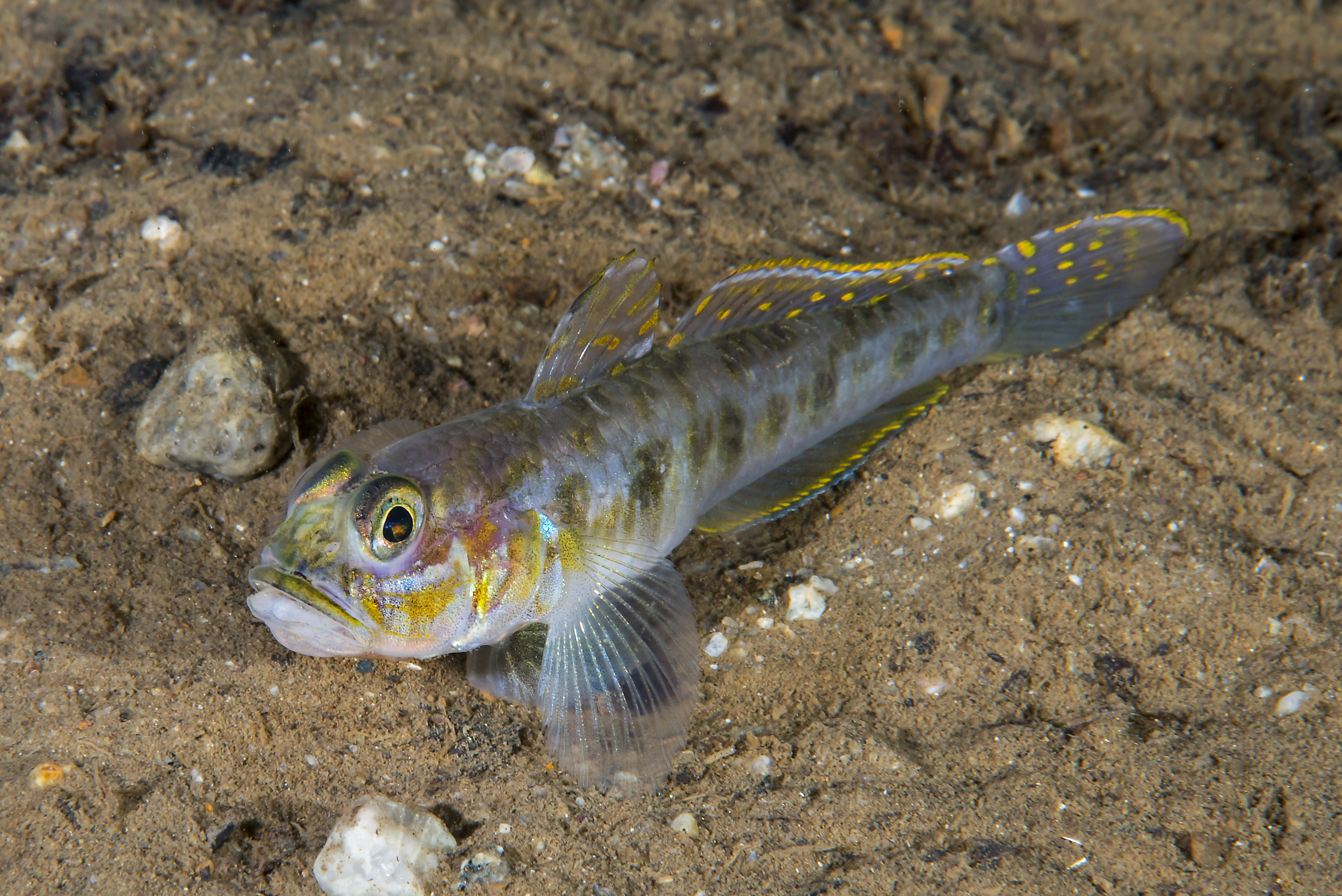 : Lesueurigobius friesii.