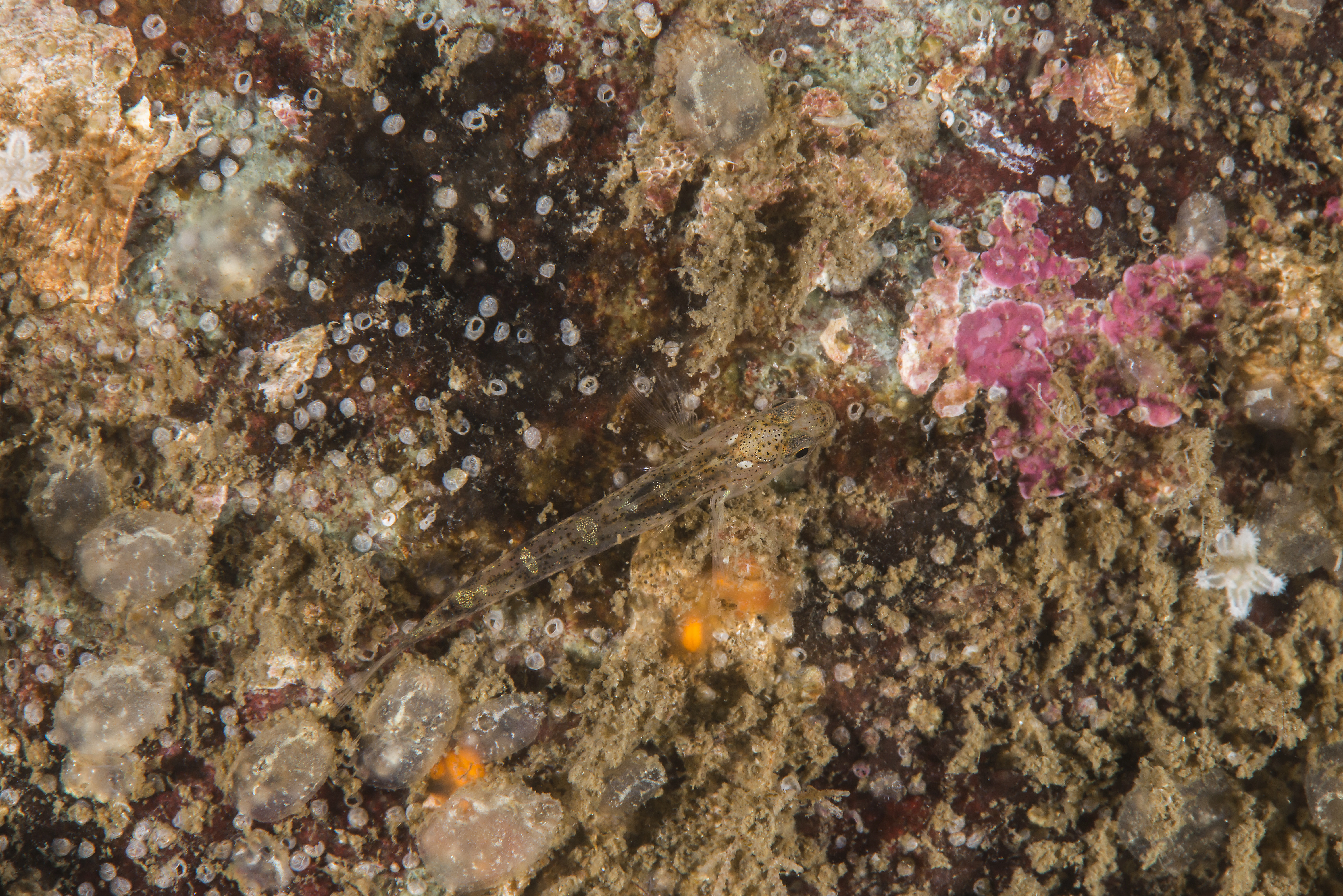 : Pomatoschistus microps.