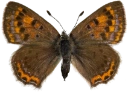 : Lycaena helle.