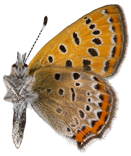 : Lycaena helle.