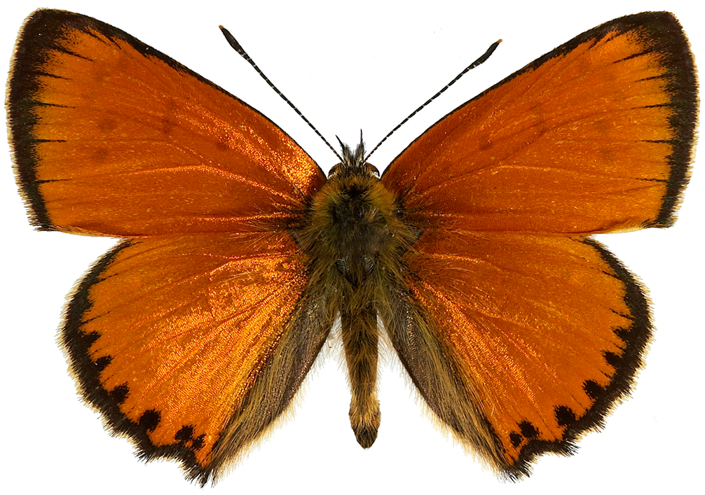 : Lycaena virgaureae.