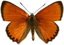 : Lycaena virgaureae.