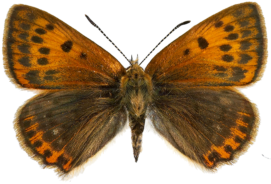 : Lycaena virgaureae.