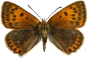 : Lycaena virgaureae.