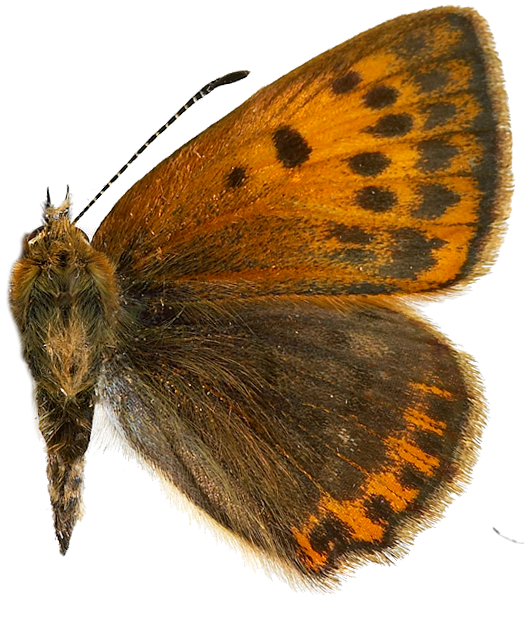 : Lycaena virgaureae.