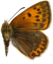 : Lycaena virgaureae.