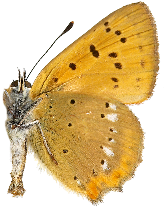 : Lycaena virgaureae.