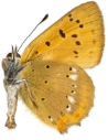 : Lycaena virgaureae.