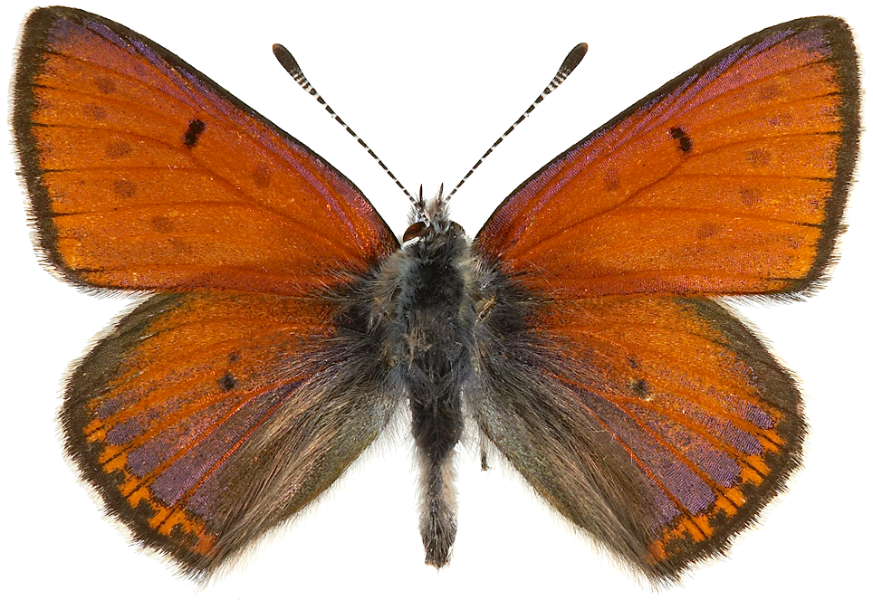 : Lycaena hippothoe.