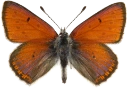 : Lycaena hippothoe.