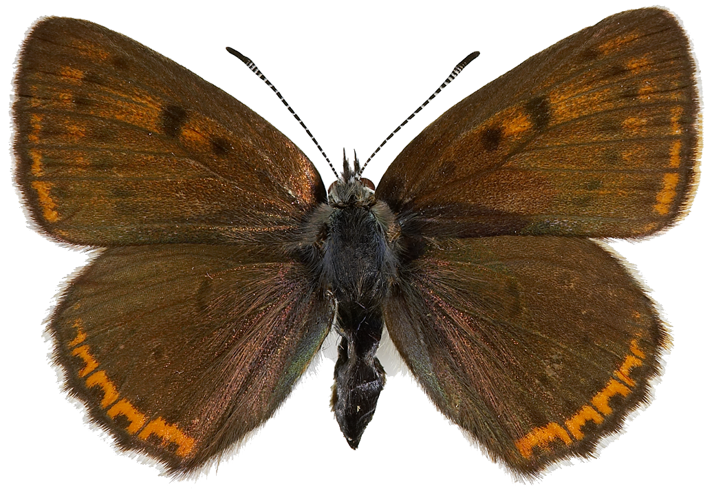 : Lycaena hippothoe.