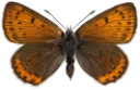 : Lycaena hippothoe.