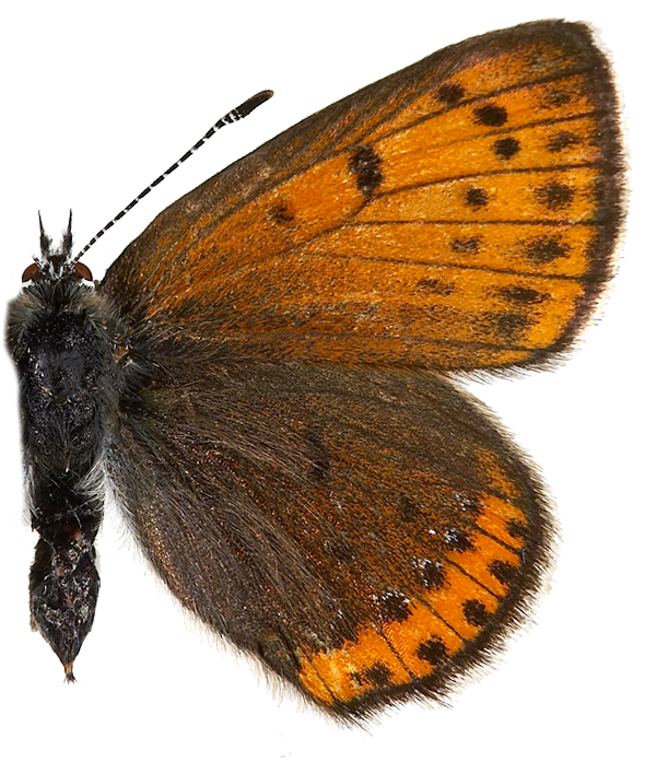 : Lycaena hippothoe.