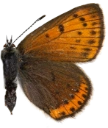 : Lycaena hippothoe.