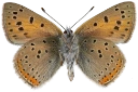 : Lycaena hippothoe.