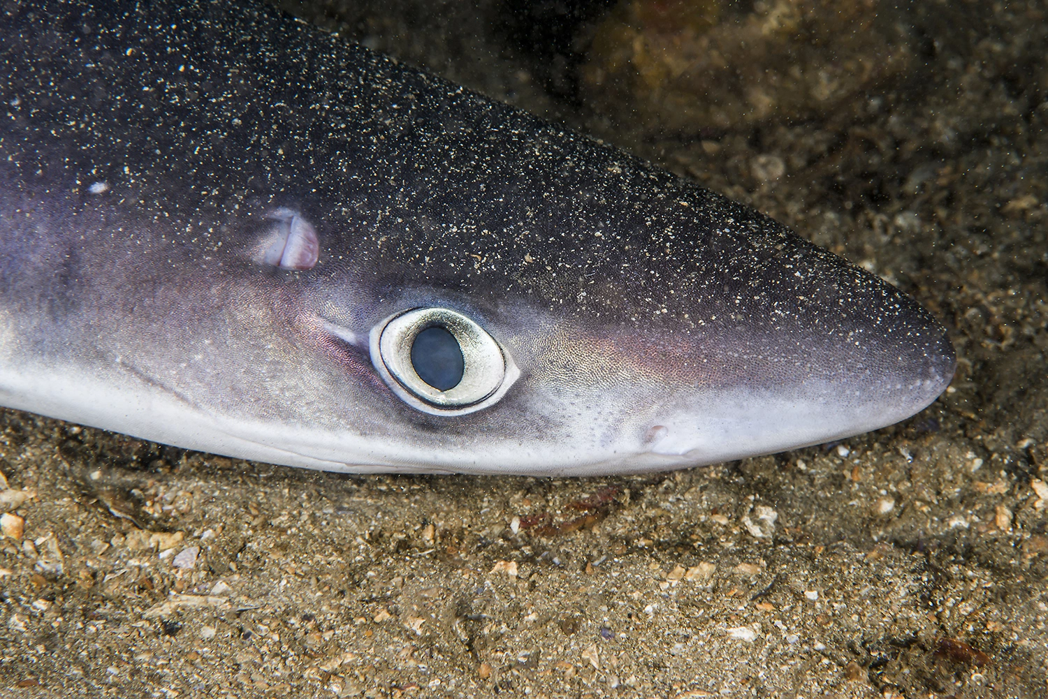 : Squalus acanthias.