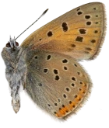 : Lycaena hippothoe.