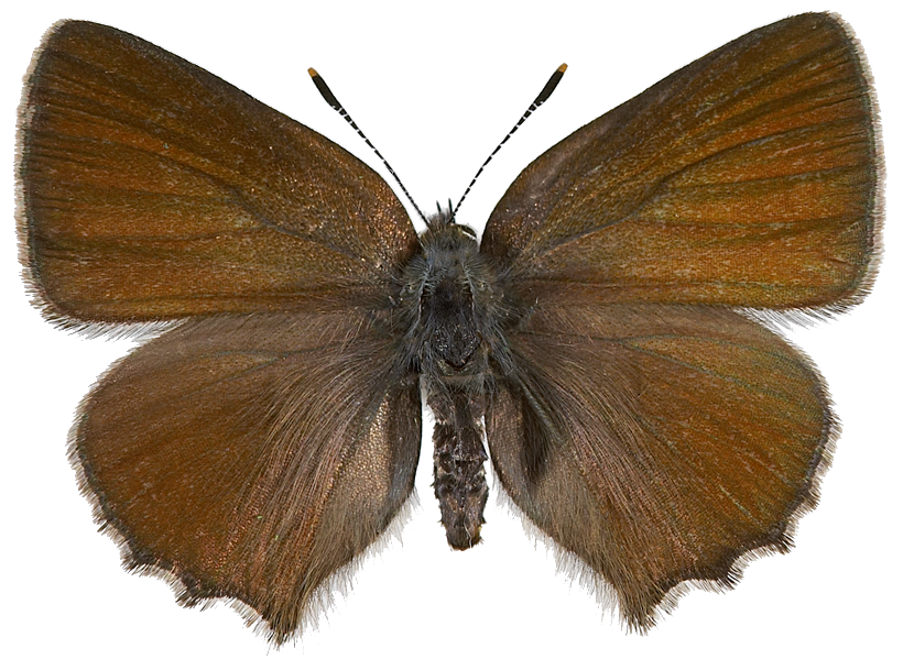 : Callophrys rubi.