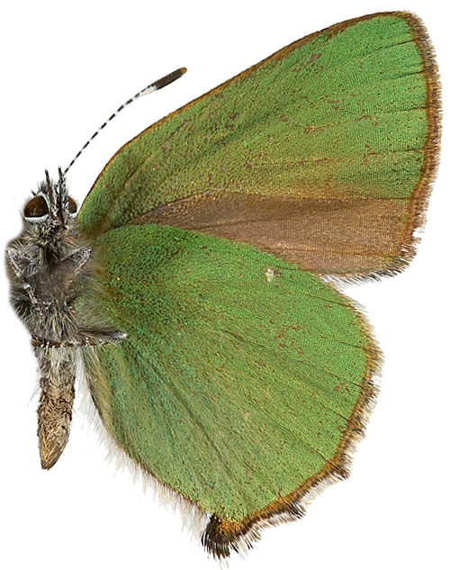 : Callophrys rubi.