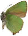 : Callophrys rubi.