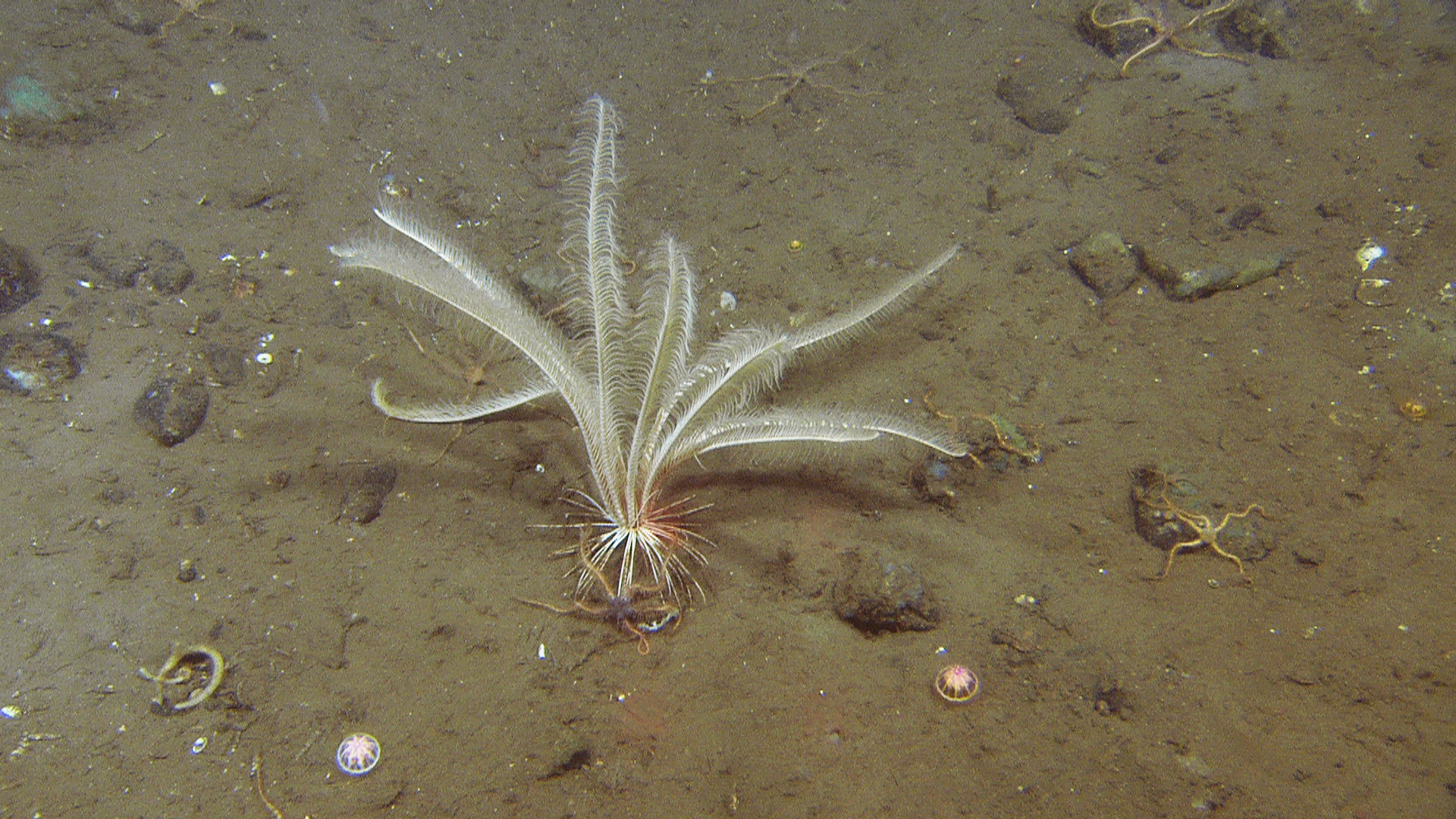 : Heliometra glacialis.