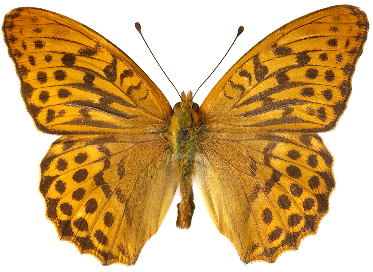 : Argynnis paphia.