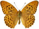 : Argynnis paphia.