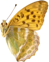 : Argynnis paphia.