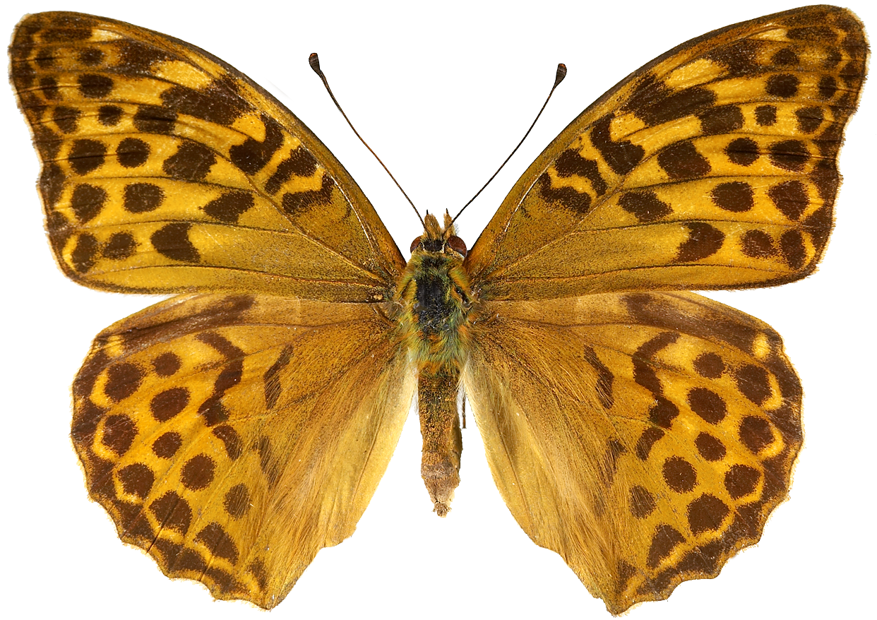 : Argynnis paphia.