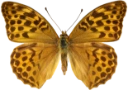 : Argynnis paphia.