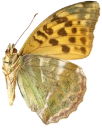 : Argynnis paphia.