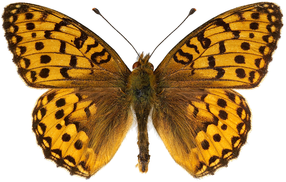 : Argynnis aglaja.