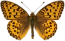 : Argynnis aglaja.