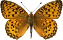 : Argynnis aglaja.