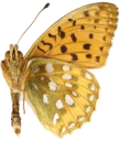 : Argynnis aglaja.