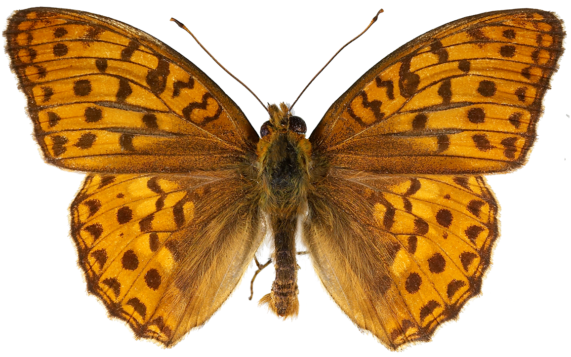 : Argynnis adippe.