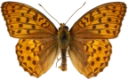 : Argynnis adippe.