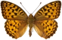 : Argynnis adippe.