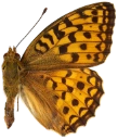 : Argynnis adippe.