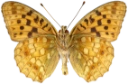 : Argynnis adippe.