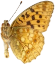 : Argynnis adippe.