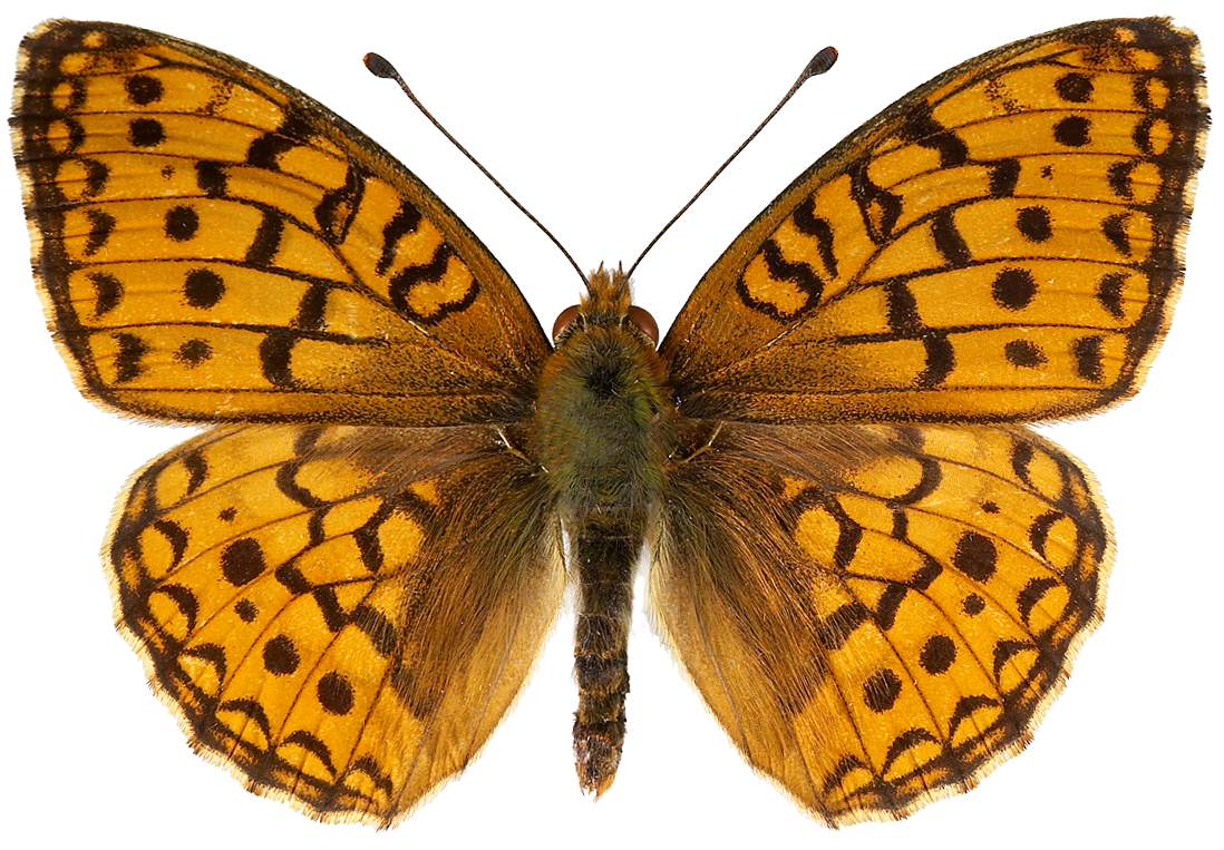 : Argynnis niobe.