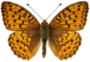 : Argynnis niobe.