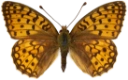 : Argynnis niobe.