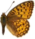 : Argynnis niobe.