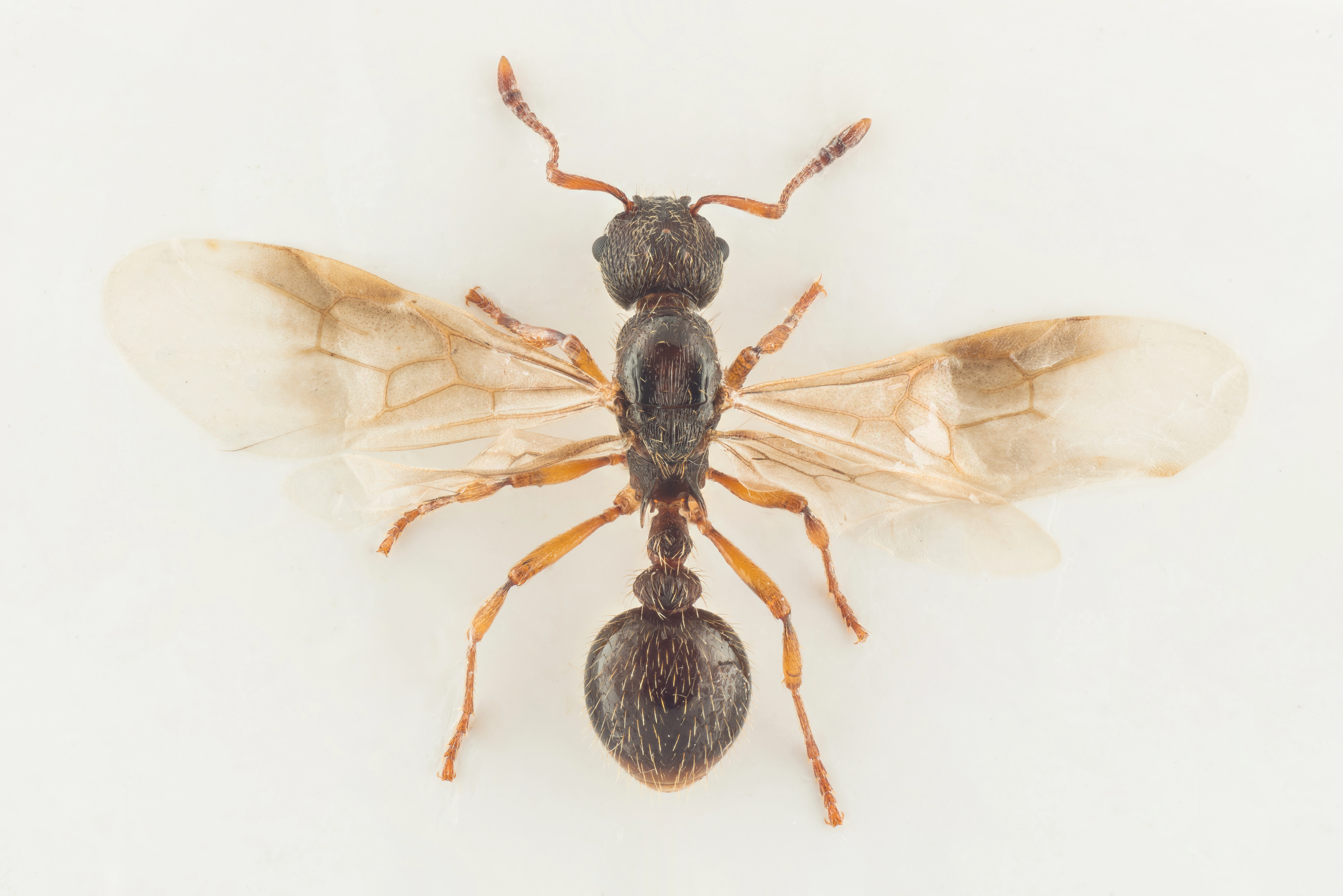 : Myrmica vandeli.