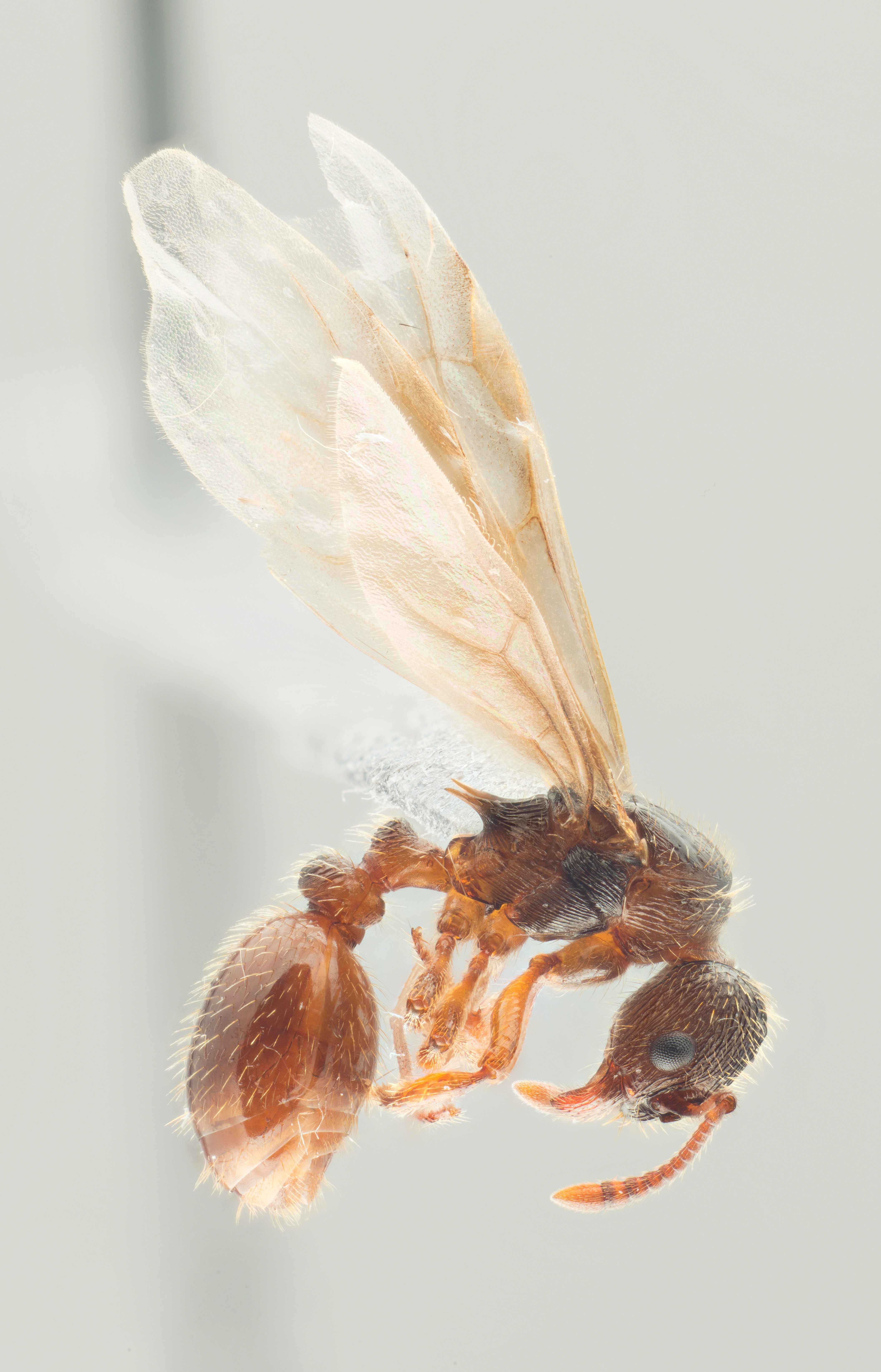 : Myrmica vandeli.